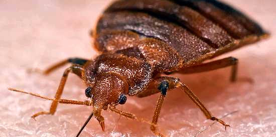 Bed Bugs Are the New Plague by Jeffrey A. Tucker - Dr. Rich Swier