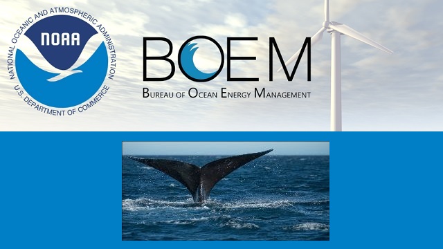 TAKE ACTION: Protect Right Whales from Big Wind Turbines thumbnail