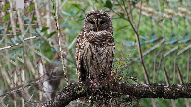 Will feds decimate one owl species to help another? thumbnail