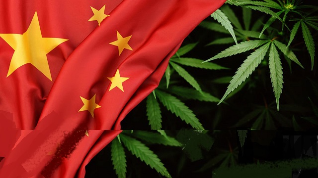 EXCLUSIVE: Illegal Chinese Pot Grows Are Taking Over Rural Blue State And Law Enforcement Isn’t Stopping Them thumbnail