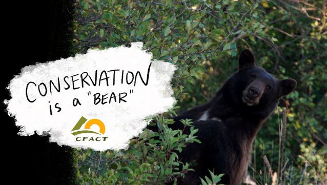 VIDEO: Sometimes Conservation is a Bear thumbnail