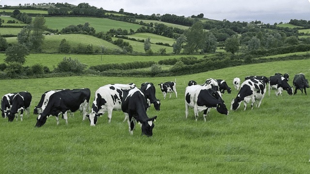 Plans to Slaughter 200,000 Farting Cows to Save Planet from ‘Global Warming’ Inbox thumbnail