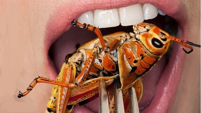 Great Food Reset: School Kids Munch on Insects as Cricket Snacks Introduced to 1000 Schools thumbnail