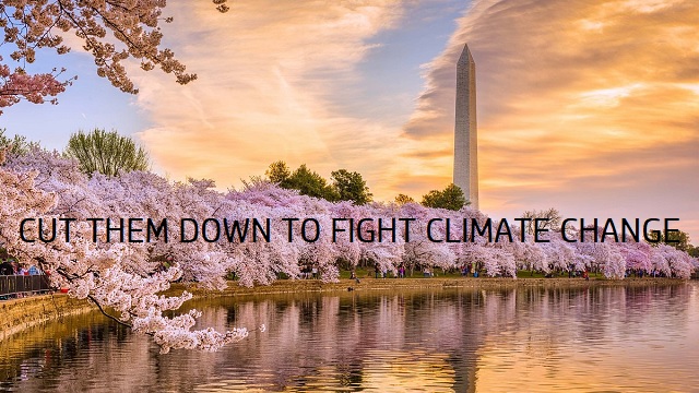 158 Washington, D.C. cherry trees get axed – UN vs. UN on ‘2 years to save world’ thumbnail