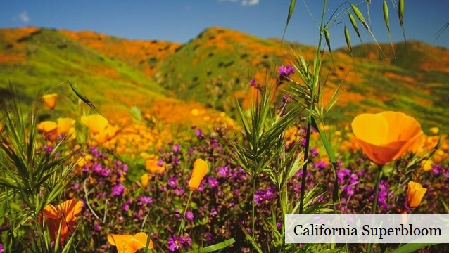 Don’t miss this: ‘A Wildflower Super-Bloom for the Ages’ thumbnail