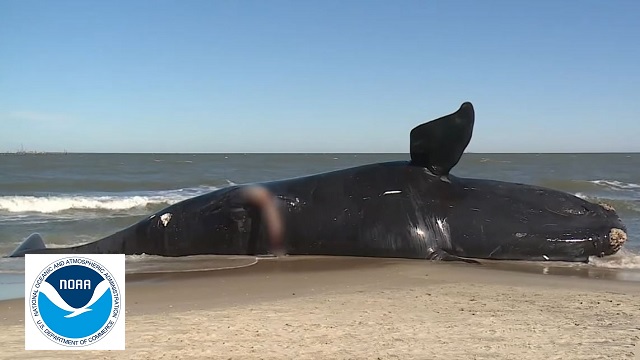 Ignoring dead whales, NOAA proposes another site survey off New Jersey thumbnail