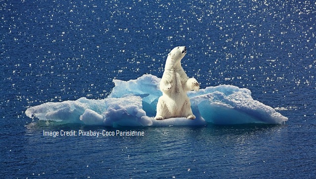 The Myth That the Polar Bear Population Is Declining thumbnail