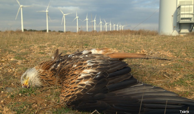 PODCAST: Blood on the blades! Are thousands of dead bald eagles too high a price to pay for ‘clean’ energy! thumbnail