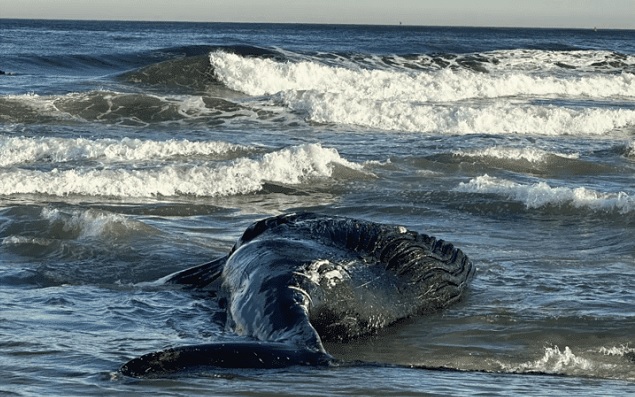 WIND TURBINE SLAUGHTER: Another Dead whale Washes Onto Jersey Shore — 9th One in NY-NJ Area in Just 2 months thumbnail